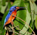 Kingfisher_Borneo_Night_Safari